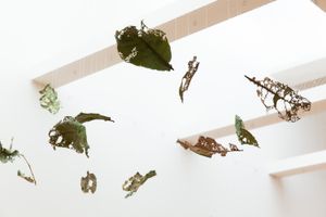 So Wing-Po, _The Bookmaking Habits of Select Species_ (2023) (detail). Chewed plant parts. Dimensions variable. Exhibition view: Taipei Biennial 2023: _Small World_ (18 November 2023–24 March 2024). Courtesy Taipei Fine Arts Museum.